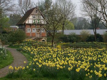 igk Krabbe - Firmengarten