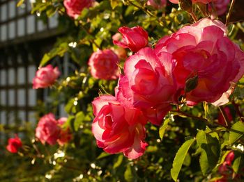 igk Krabbe - Firmengarten